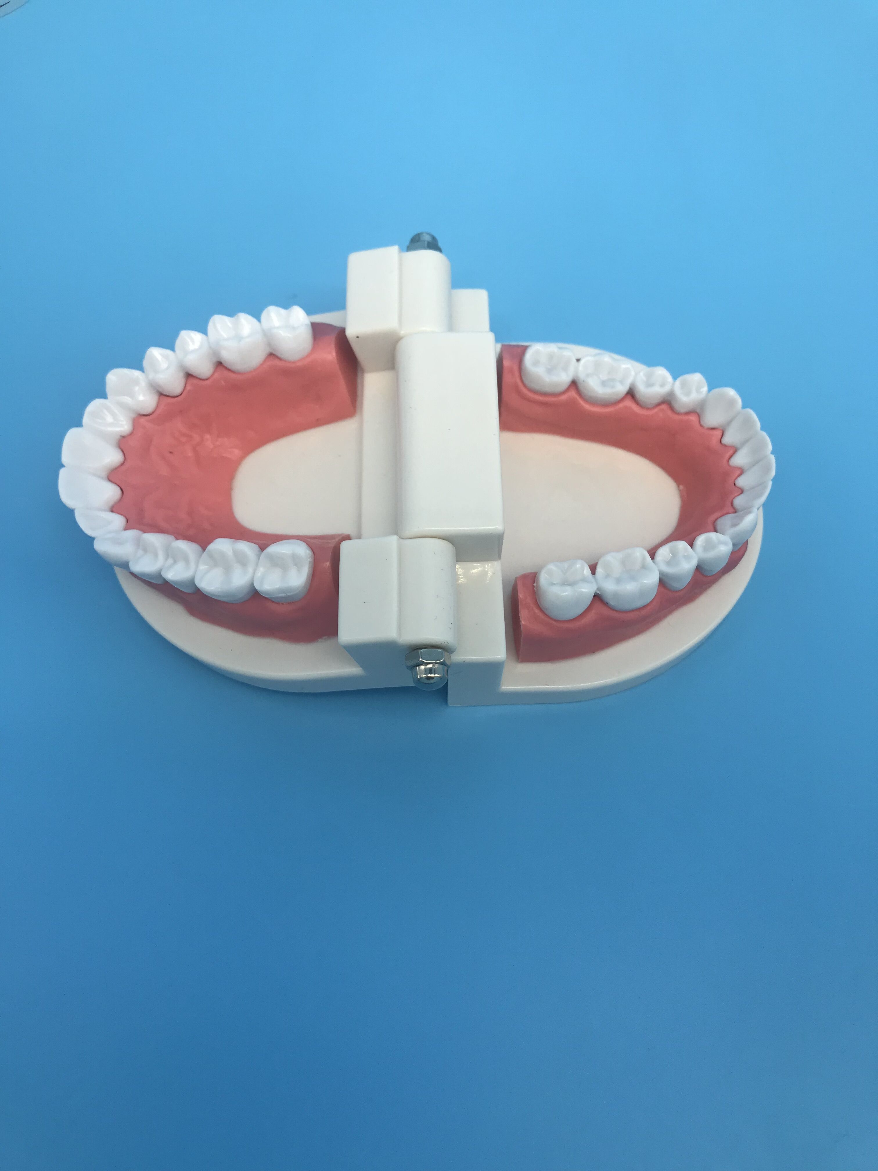 Mod Le D Tude Dentaire Orthodontique Dentaire Pour L Enseignement