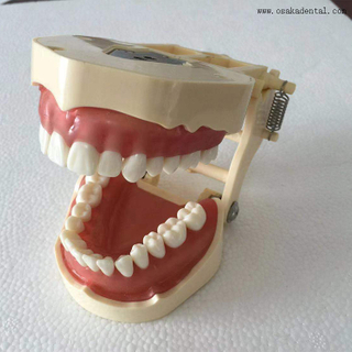 Modèle d'enseignement orthodontique dentaire pouvant être testé avec des microvis