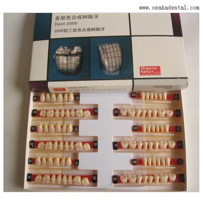 Dents Dental Heraeus 2000 Dents Aryliques de résine Osa-Heraeus 2000