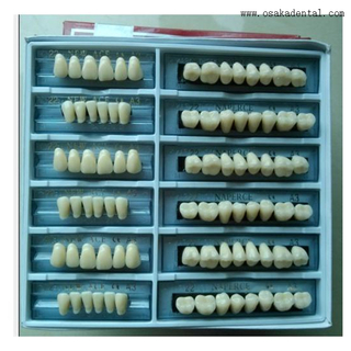 Dents d'arylique de résine économique dentaire OSA-B-dents6