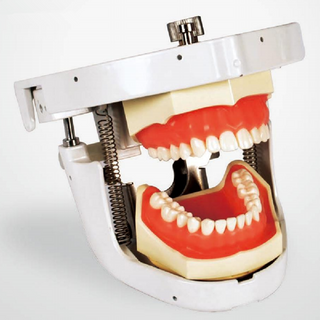 Pratique de simulation de mannequin de dents d'articulateur principal dentaire