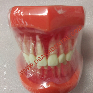 Modèle d'enseignement de forme dentaire Modèle de taille naturelle (amovible) / modèle d'enseignement de prothèse dentaire